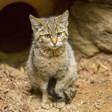 NP Bayerischer Wald_Wildkatze_D8B0150